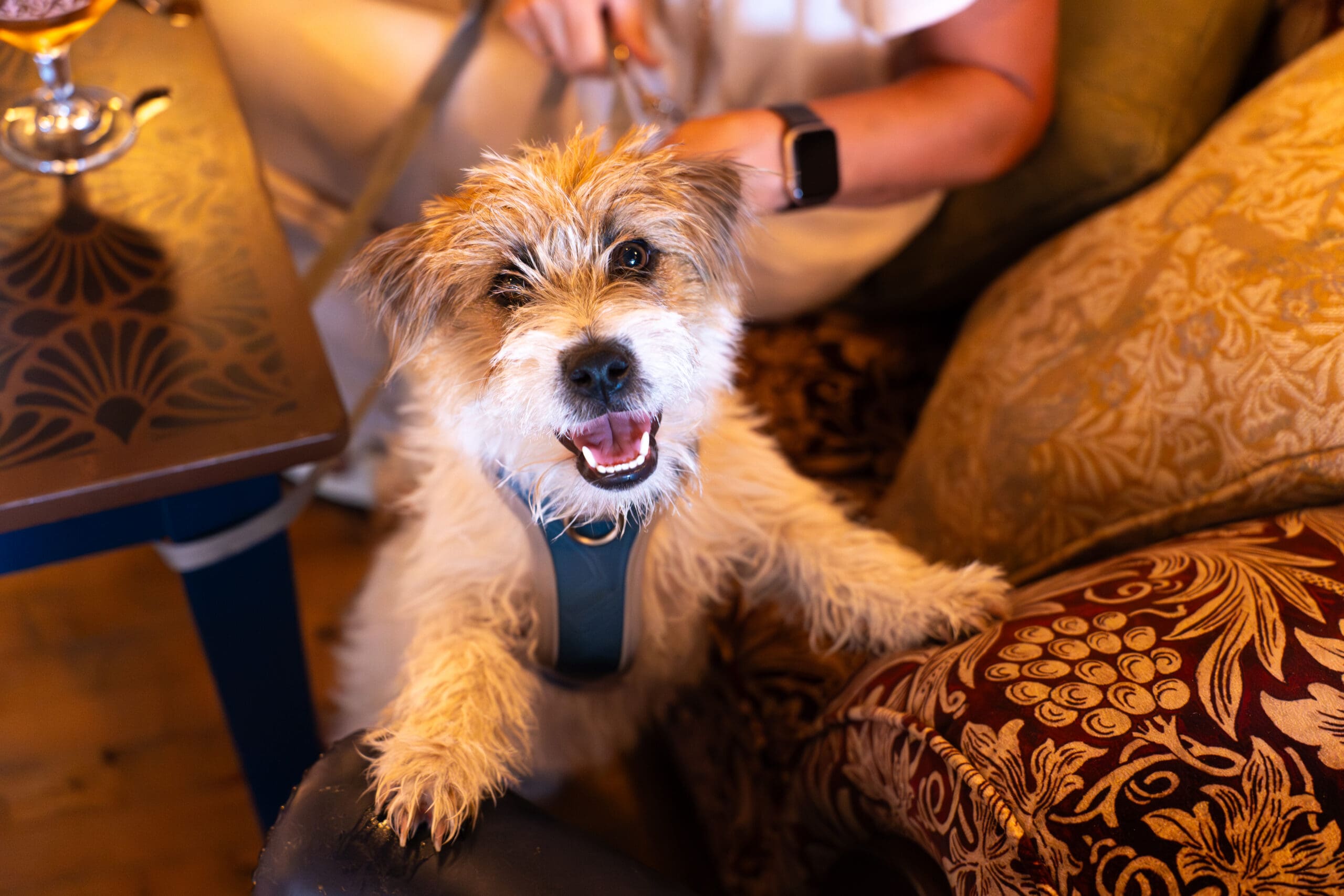 A small, scruffy dog wearing a marinero-style harness stands with its front paws on a patterned sofa, looking up and smiling. A person sits nearby, partially visible, holding the dog's leash.