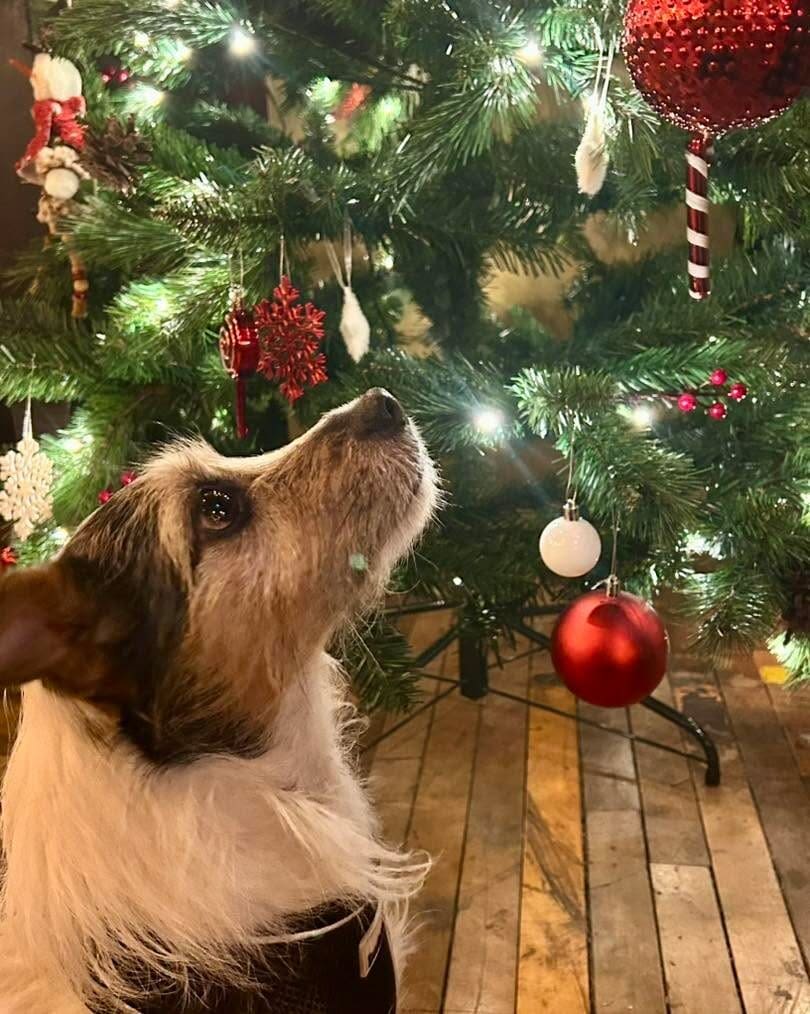 A small dog with white and brown fur gazes up at a decorated Christmas tree adorned with red and white ornaments, standing on the wooden floor of a cozy lounge.