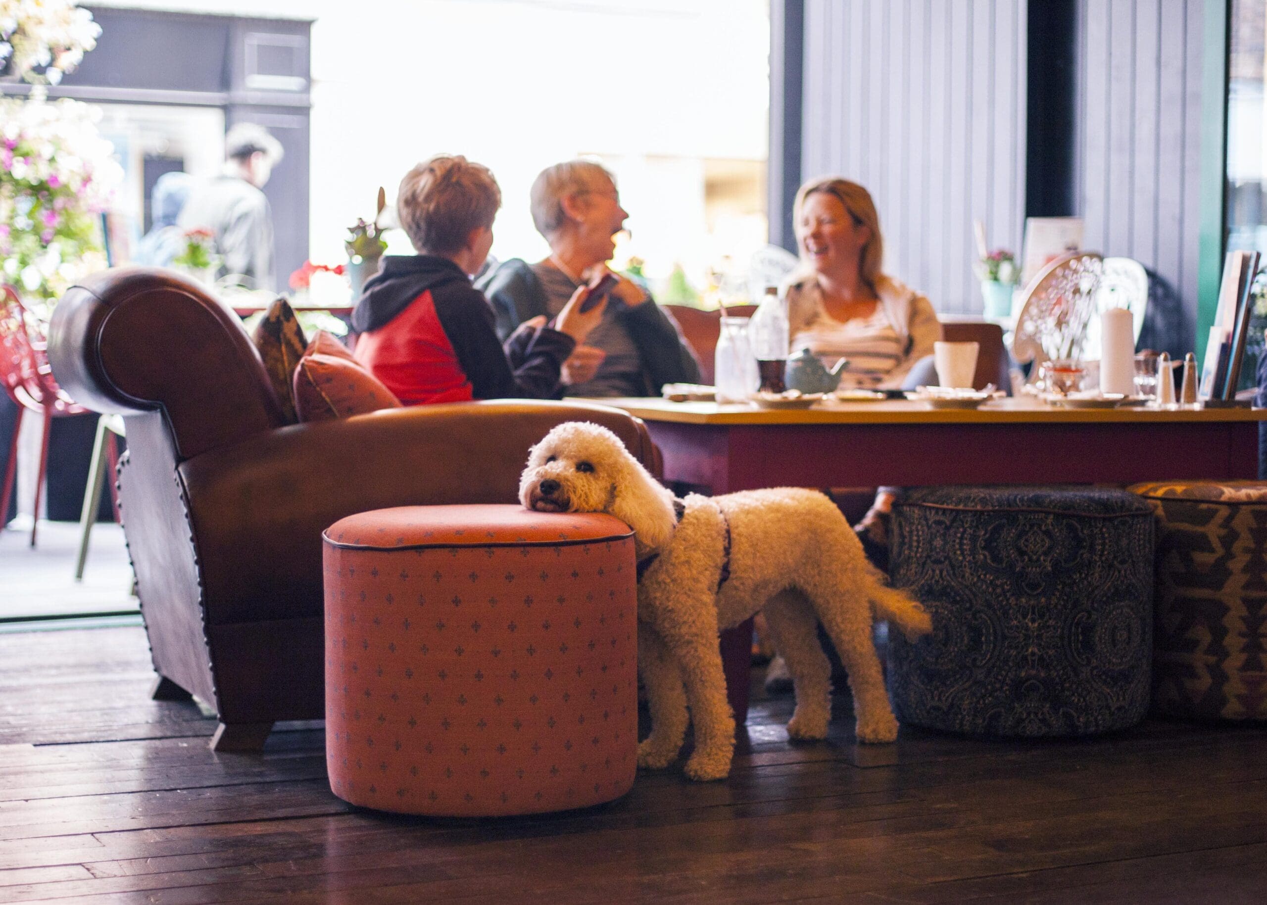 A fluffy white dog named Poco rests its head on a round ottoman in a cozy café, while three people sit at a table in the background, smiling and talking over coffee.
