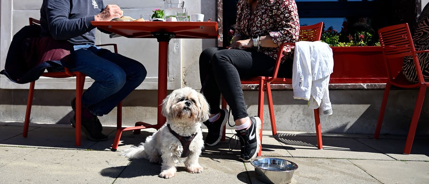A small fluffy dog sits on the pavement beside a metal water bowl, while two people relax at a red Postino café table, their faces out of frame, enjoying a sunny day.