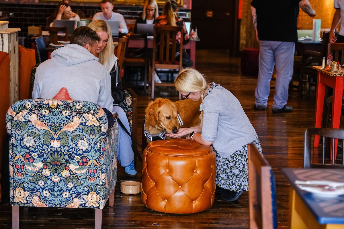 A woman kneels beside a golden retriever, petting it as it sits on a tan ottoman in a cozy, busy café. Amidst the chatter and laughter indoors, a marinero hat rests playfully atop the dog's head.