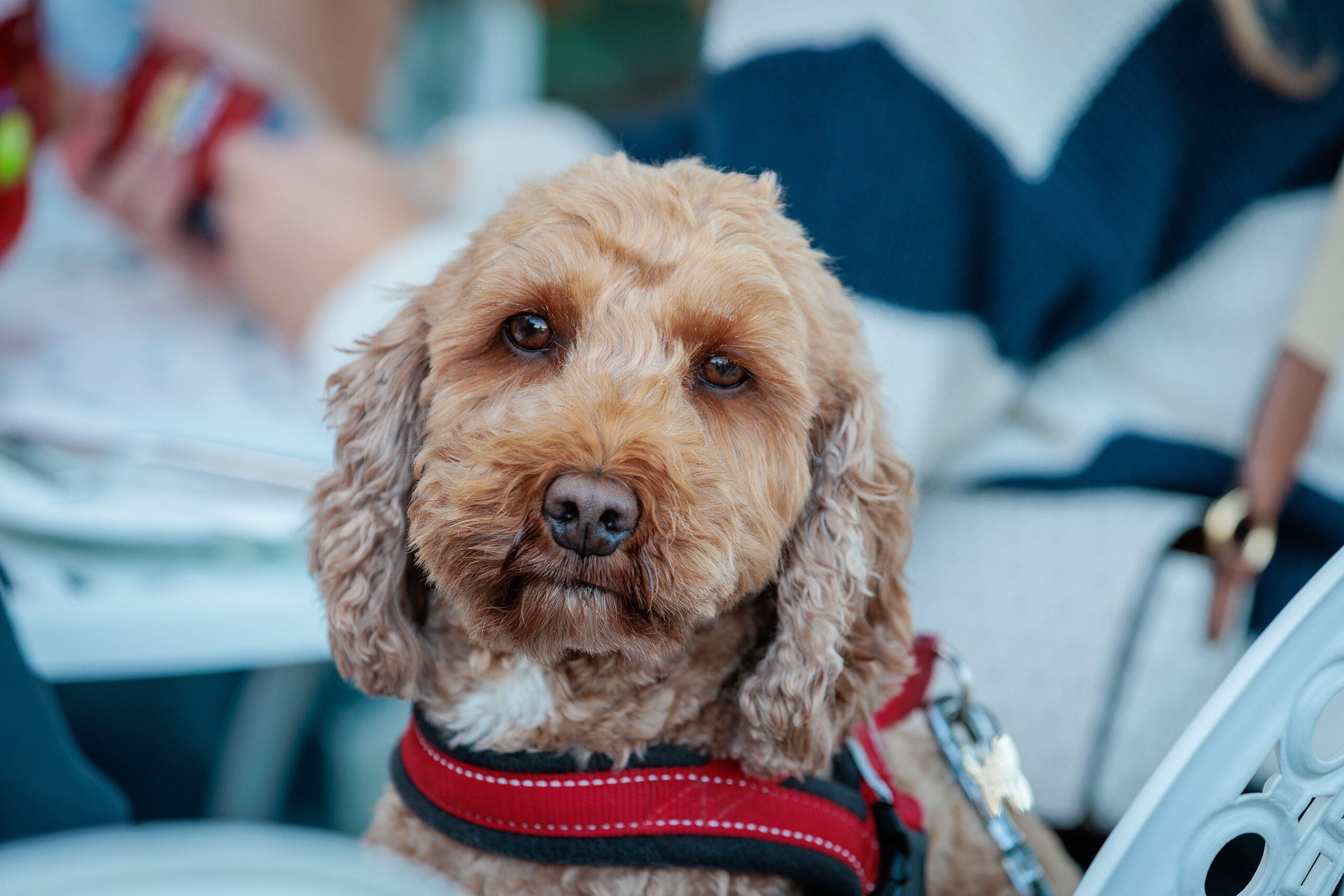 A brown, curly-haired dog wearing a red harness sits calmly on a white chair near the forno, looking at the camera. The background is softly blurred, with a person in a dark and white striped sweater visible.